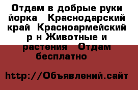 Отдам в добрые руки йорка - Краснодарский край, Красноармейский р-н Животные и растения » Отдам бесплатно   